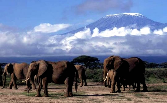 Amboseli Elephant Herd with Mount Kilimanjaro in the background